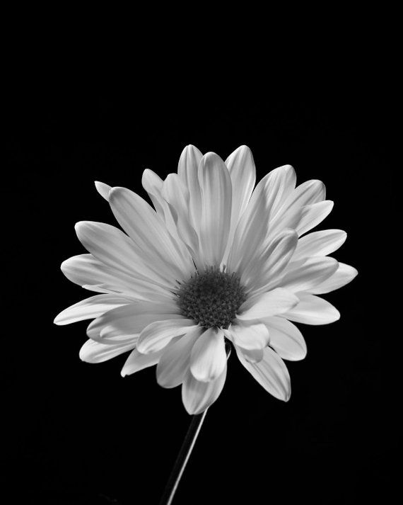 Daisy on black